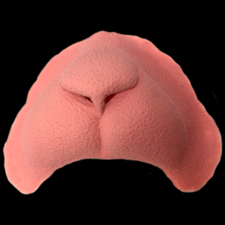 Cat Nose - Image 2